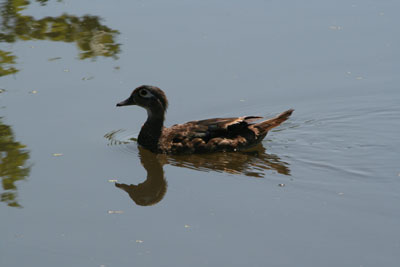 Wood Duck