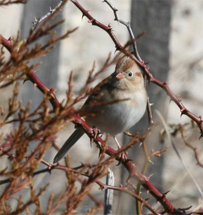 Field Sparrow