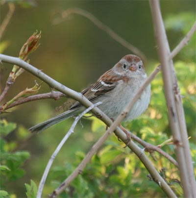 Field Sparrow