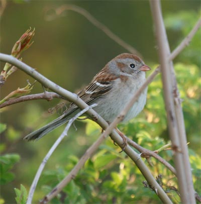 Field Sparrow