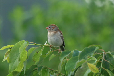 Field Sparrow