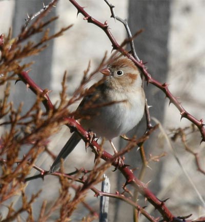 Field Sparrow