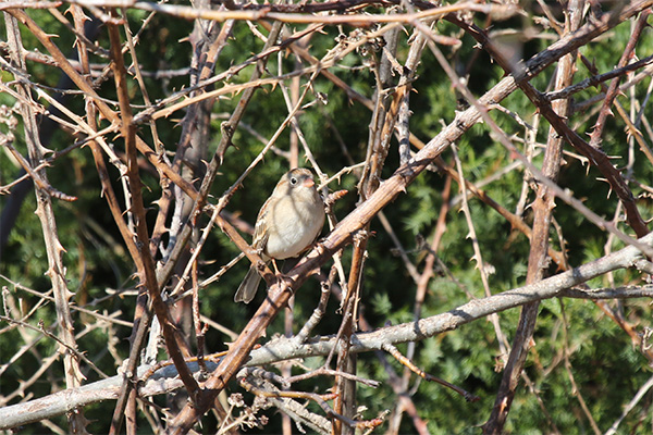 Field Sparrow