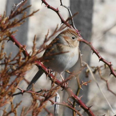 Field Sparrow