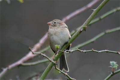 Field Sparrow