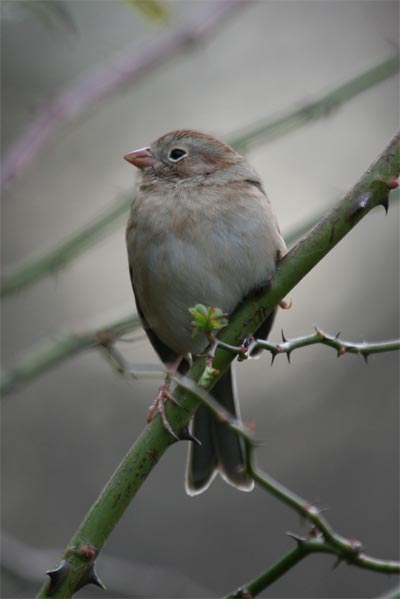 Field Sparrow