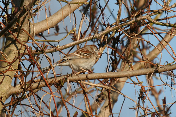 Field Sparrow