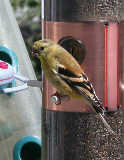 goldfinch close up
