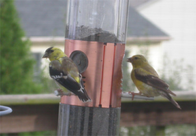 goldfinches close up