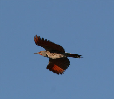 Red Shafted Flicker