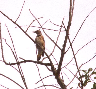 Northern Flicker 3