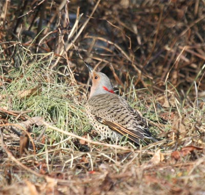 Northern Flicker