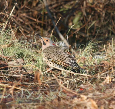 Northern Flicker