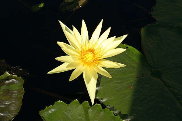 Water Lily