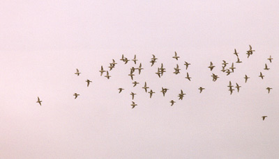 Flying Ducks