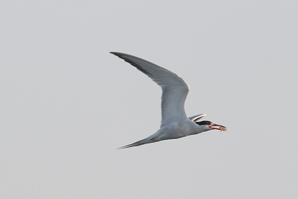 Forster's Tern