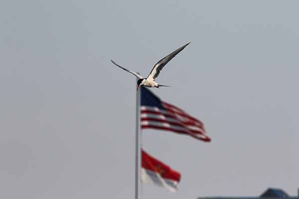 Forster's Tern