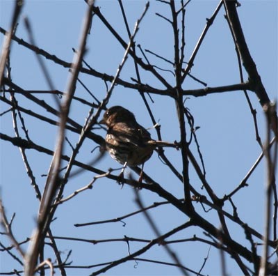 Fox Sparrow