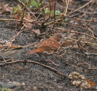 Fox Sparrow