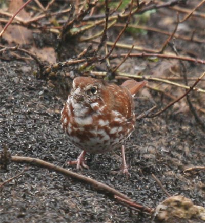 Fox Sparrow