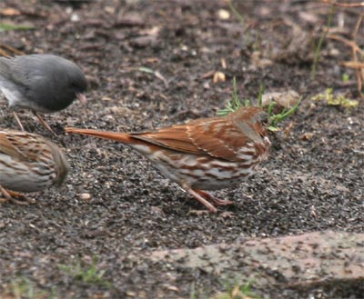 Fox Sparrow