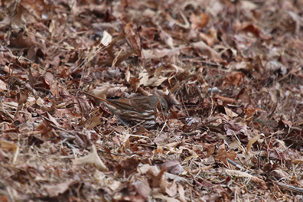 Fox Sparrow