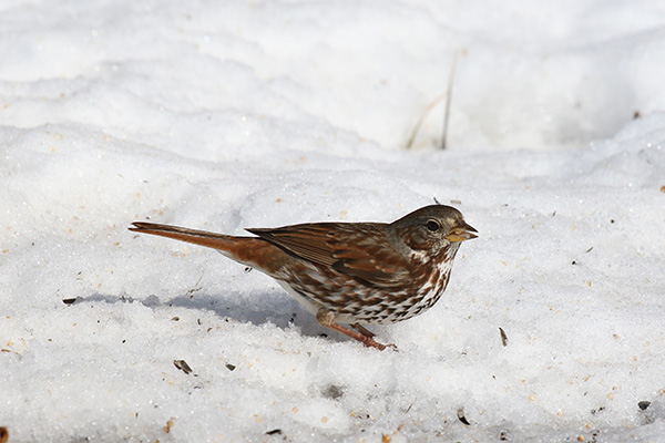 Fox Sparrow