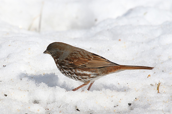 Fox Sparrow