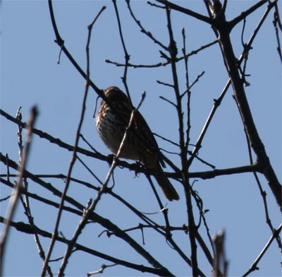 Fox Sparrow