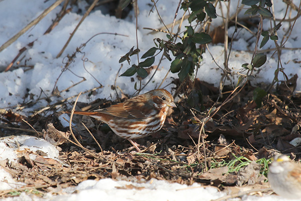 Fox Sparrow