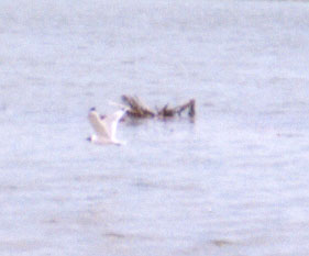 Franklin's Gull