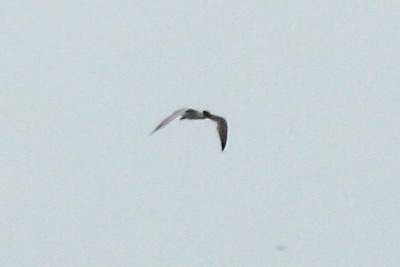 Laughing Gull