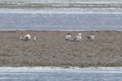 Laughing Gull