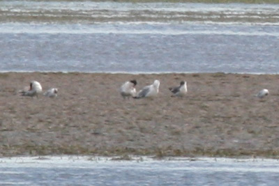 Laughing Gull