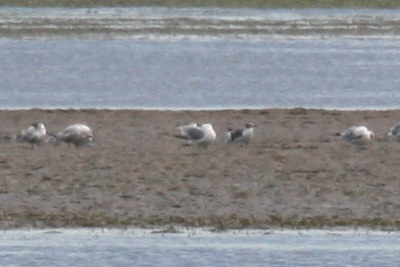 Laughing Gull