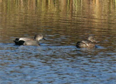 Gadwall