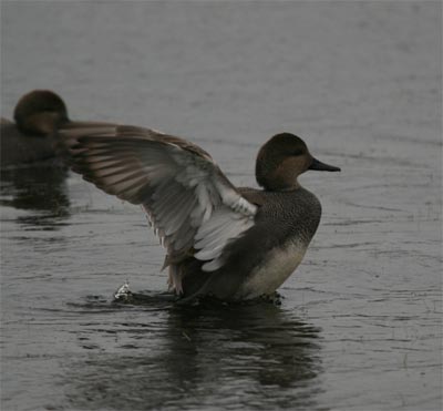 Gadwall