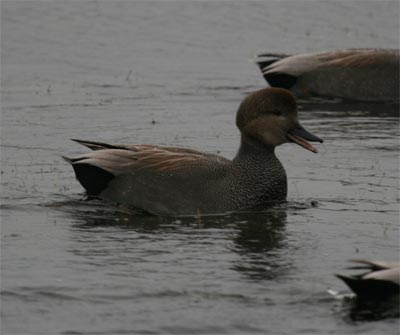 Gadwall