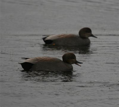 Gadwall