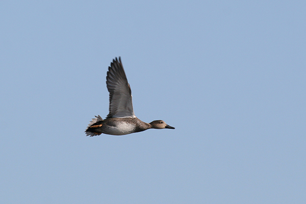 Gadwall flying