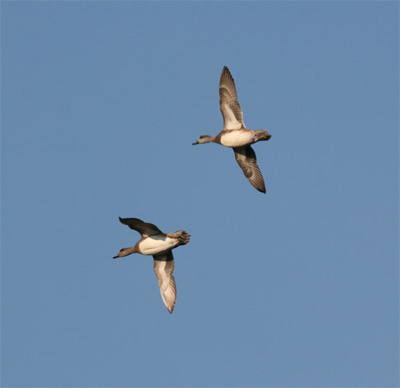 Gadwall