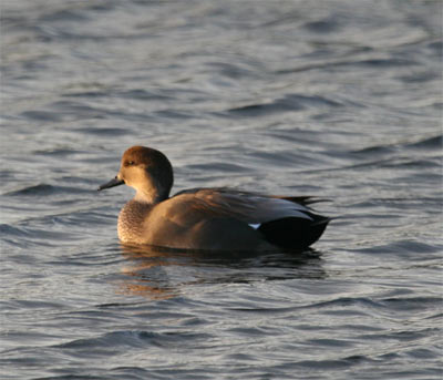 Gadwall