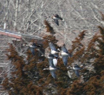 Gadwall Flying