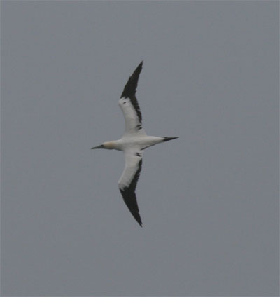 Northern Gannet