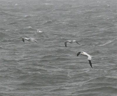 Northern Gannet