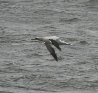 Northern Gannet