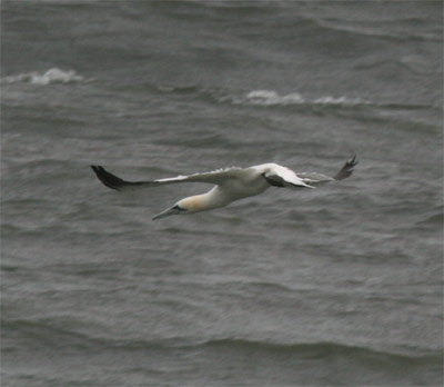 Northern Gannet