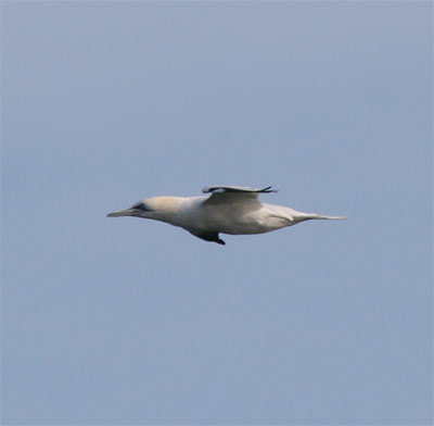 Northern Gannet