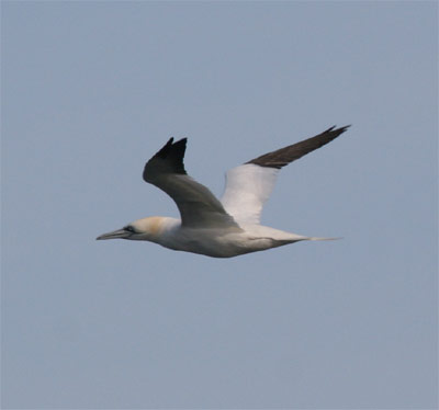 Northern Gannet