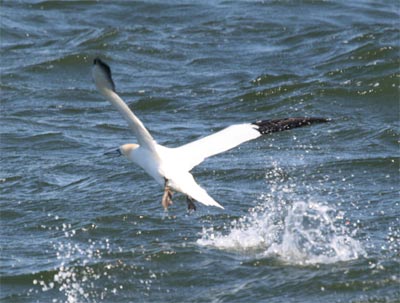 Northern Gannet